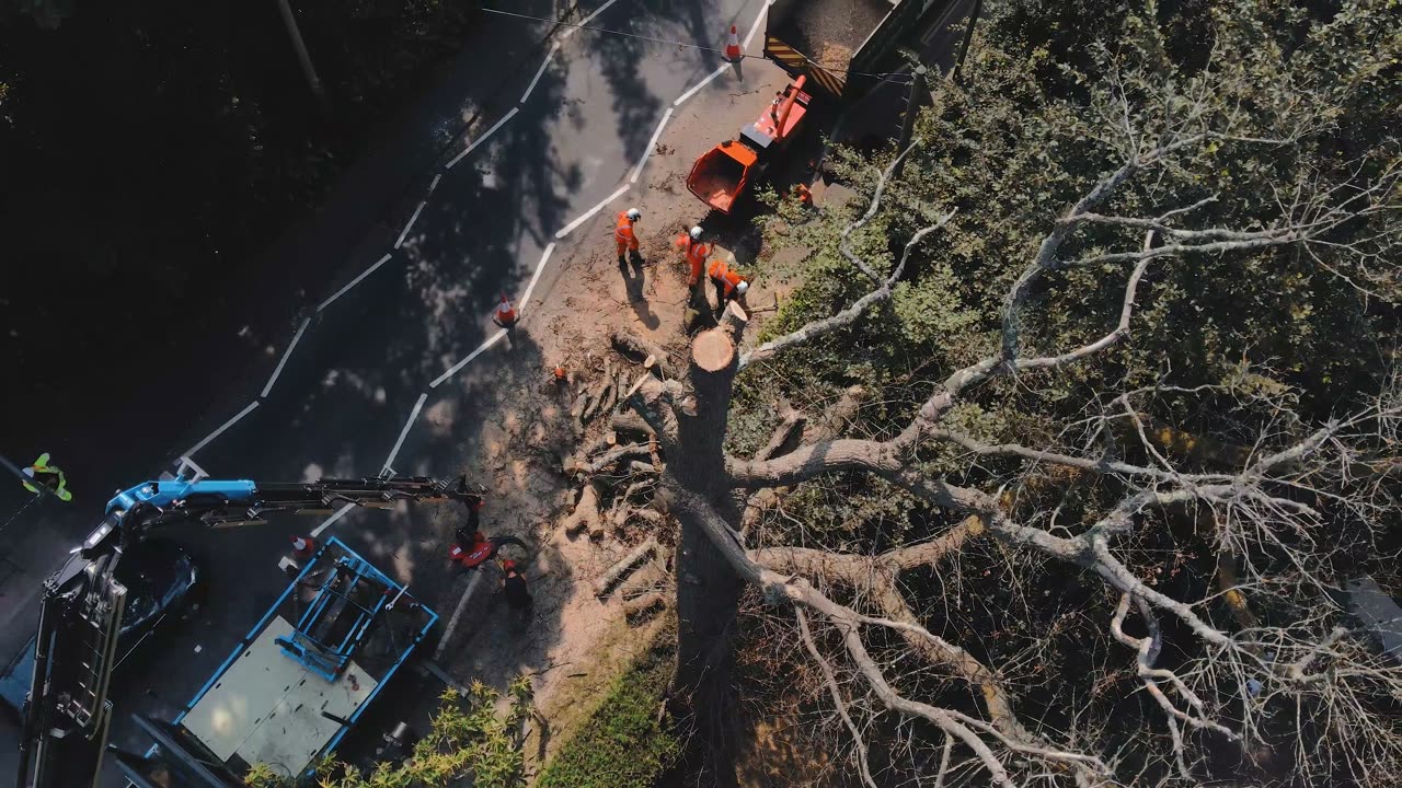 Branchwalkers at work