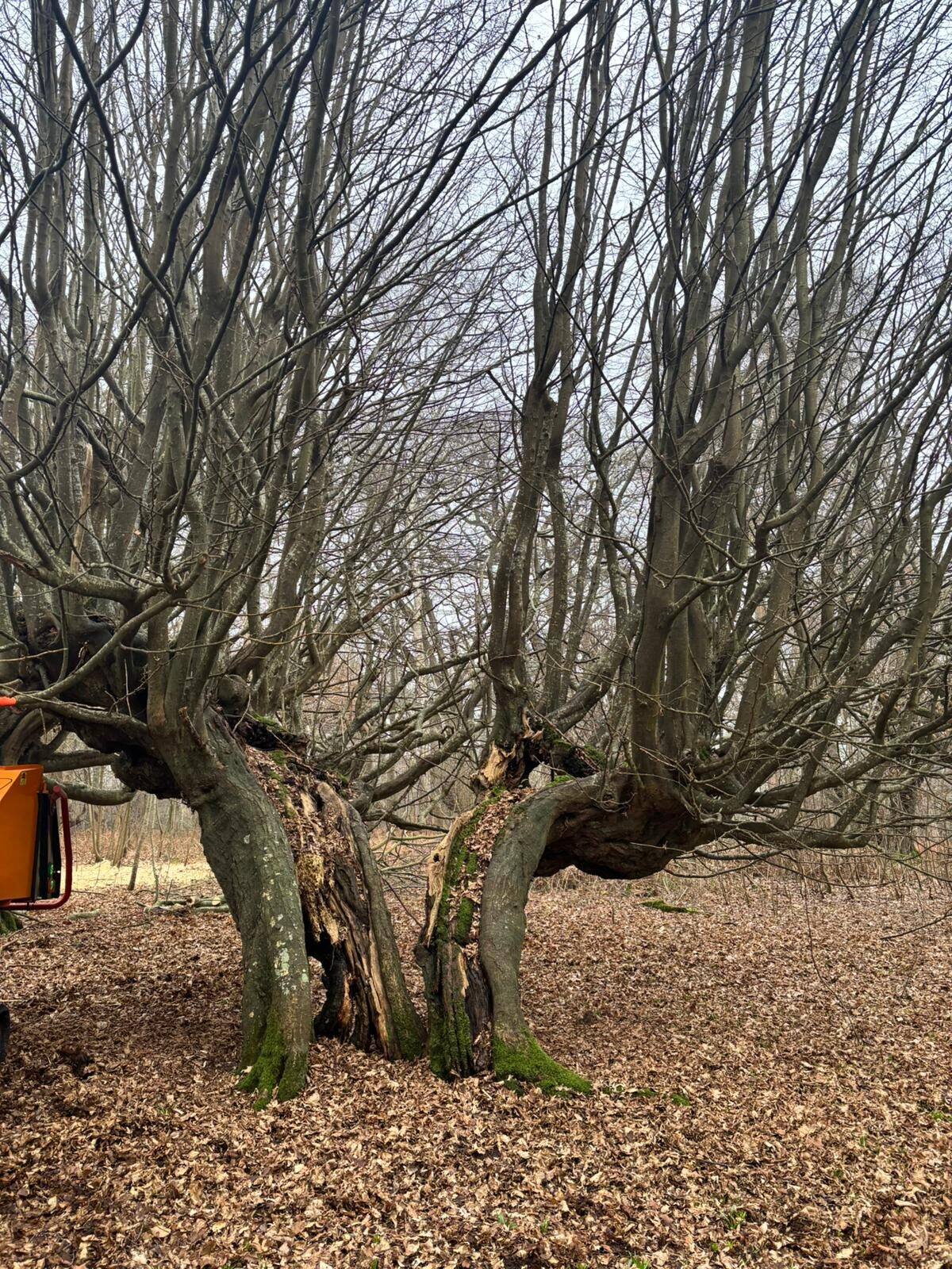 Ancient heritage pollards in a Kent woodland, mid-work